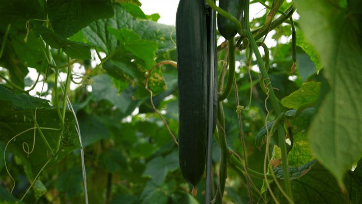 exploitation-concombres-serres-agriculture