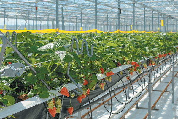 exploitation-fraises-serres-agriculture